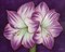 Purple Amaryllis Poster Print by Kaye Lake - Item # VARPDX85249